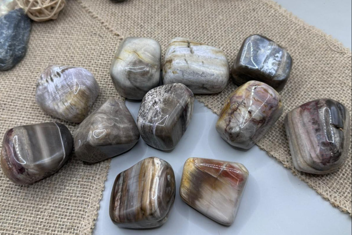 Petrified Wood Tumbles