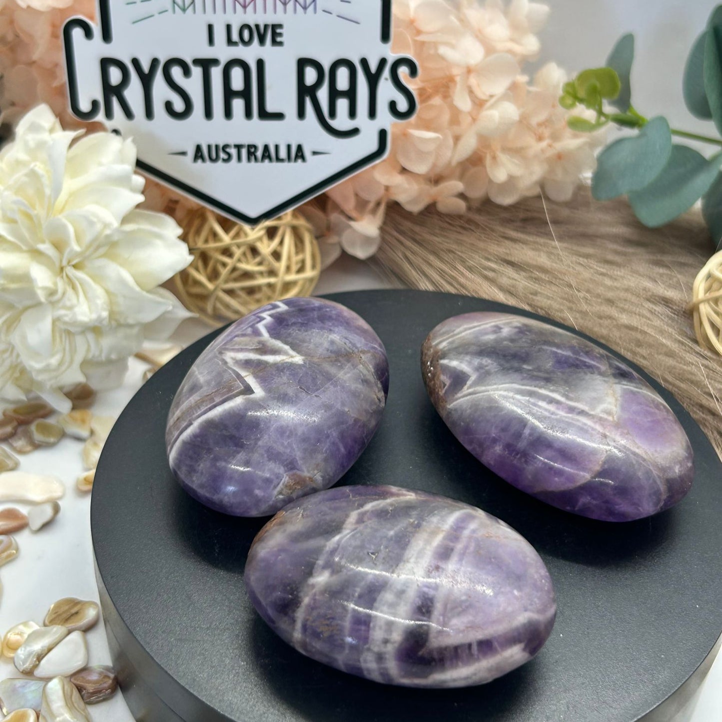 Dream Amethyst Palm