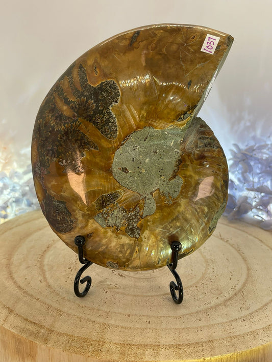 Metal Specimen Stand (SMALL)