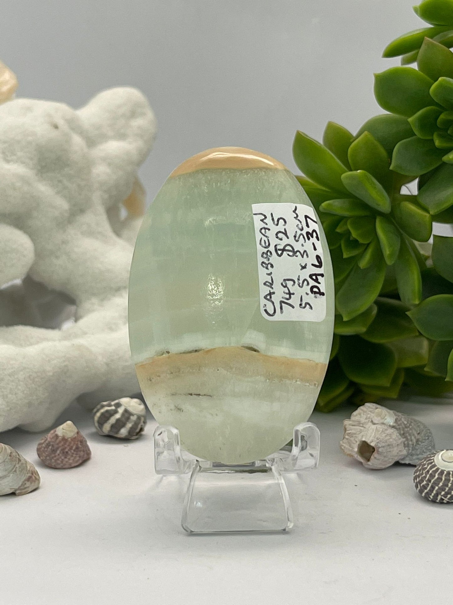 Caribbean Calcite Palm