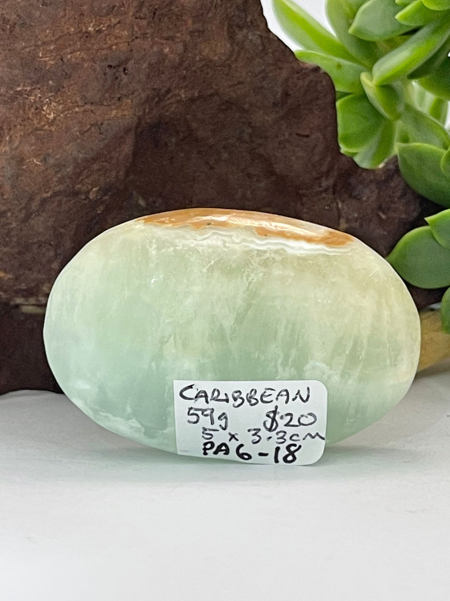Caribbean Calcite Palm