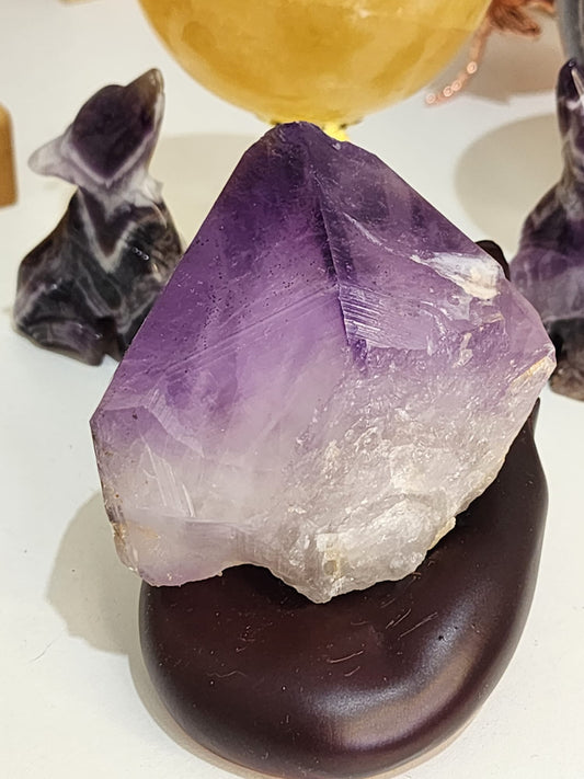 Amethyst Tooth (Australian)