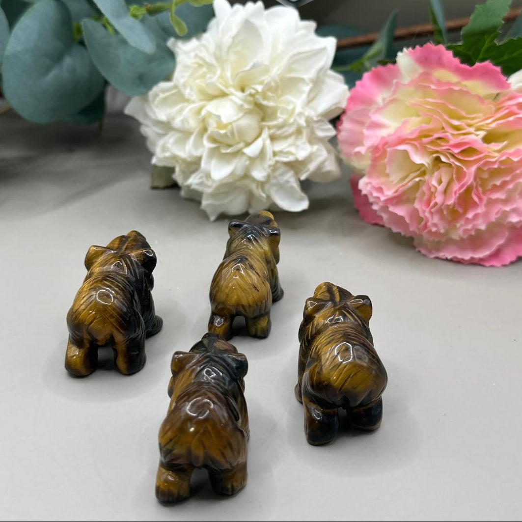 Tigers eye