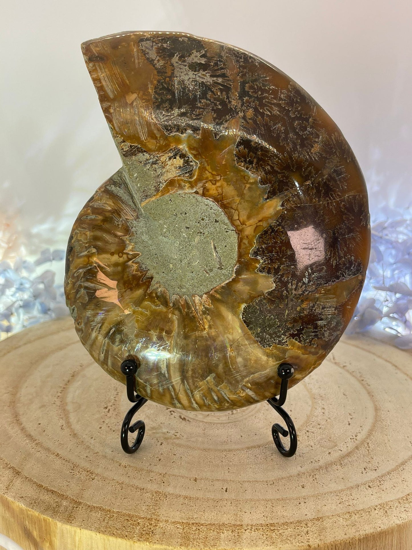 Metal Specimen Stand (SMALL)