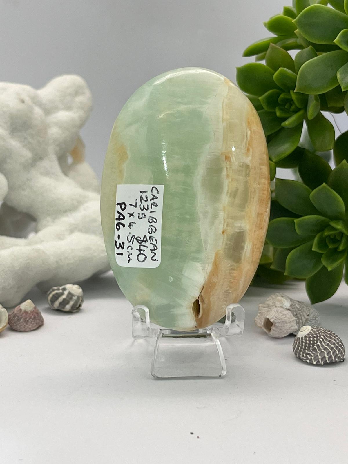 Caribbean Calcite Palm